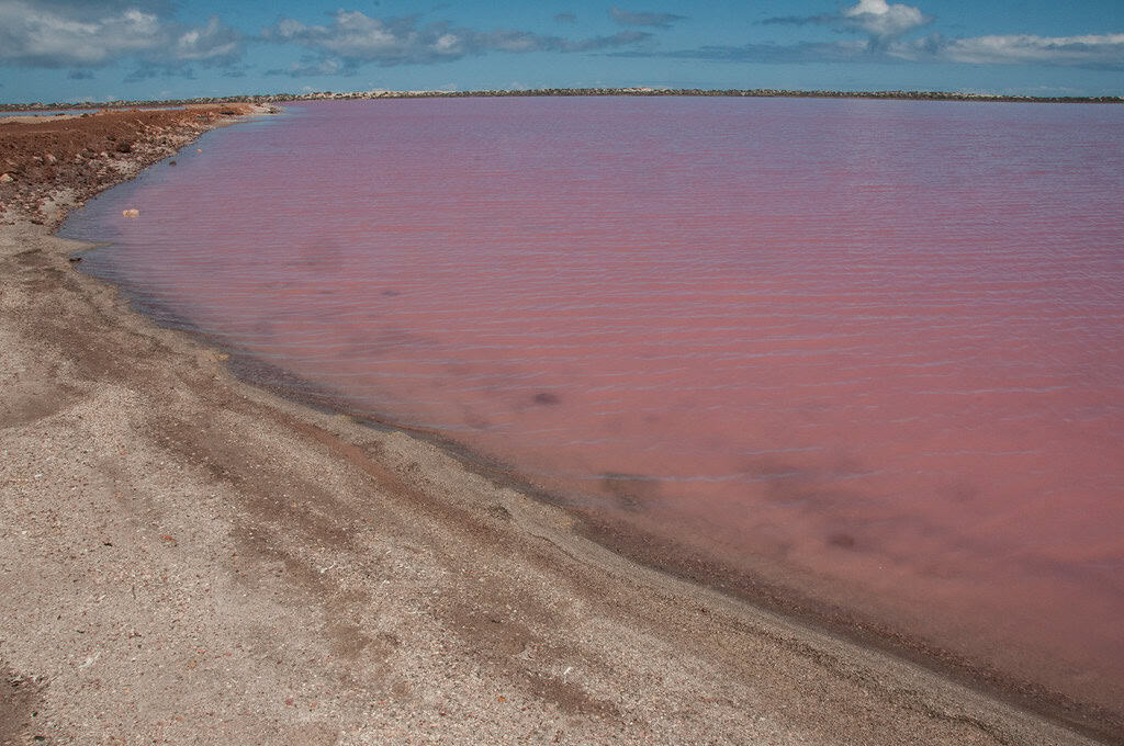 Pink lake. 