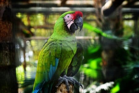 New Research Shows Parrots Understand Turn-Taking