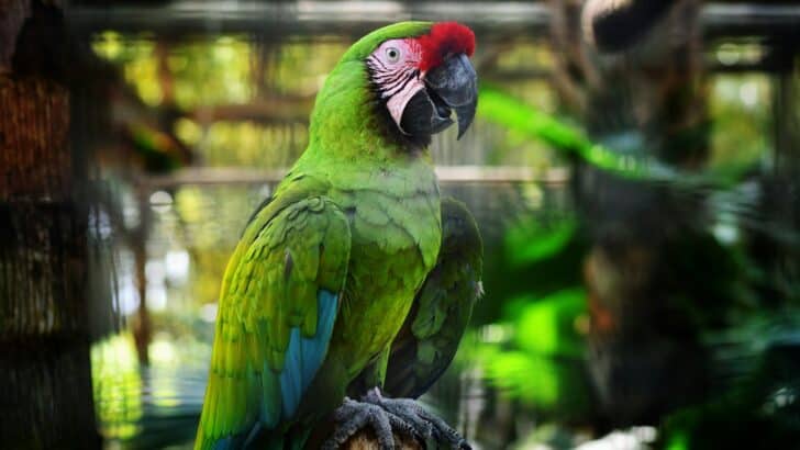 New Research Shows Parrots Understand Turn-Taking