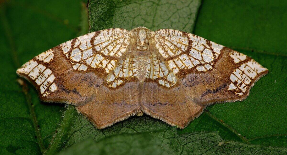 A brown and white moth sitting on a green leaf