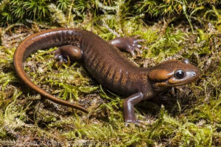 The Secret of Animals That Can Breathe Through Their Skin