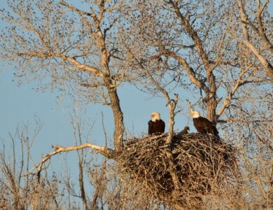 Why Bald Eagles Are Nesting in Cities More Than Ever