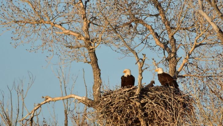 Why Bald Eagles Are Nesting in Cities More Than Ever