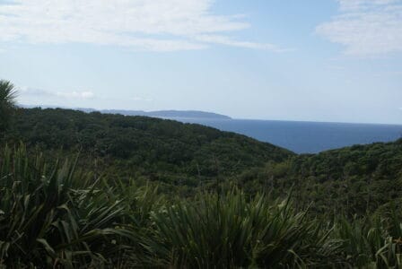 The Island Where Endangered Birds Are Making a Comeback