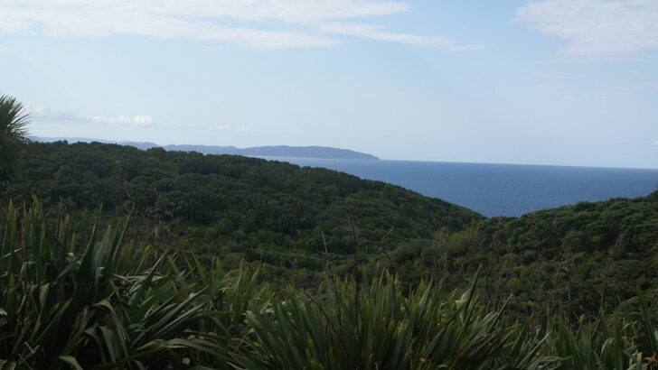 The Island Where Endangered Birds Are Making a Comeback