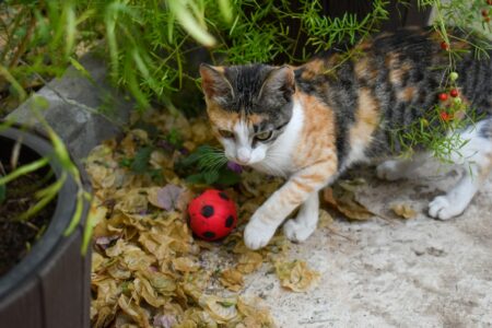 15 Indoor Cat Enrichment Ideas That Actually Work