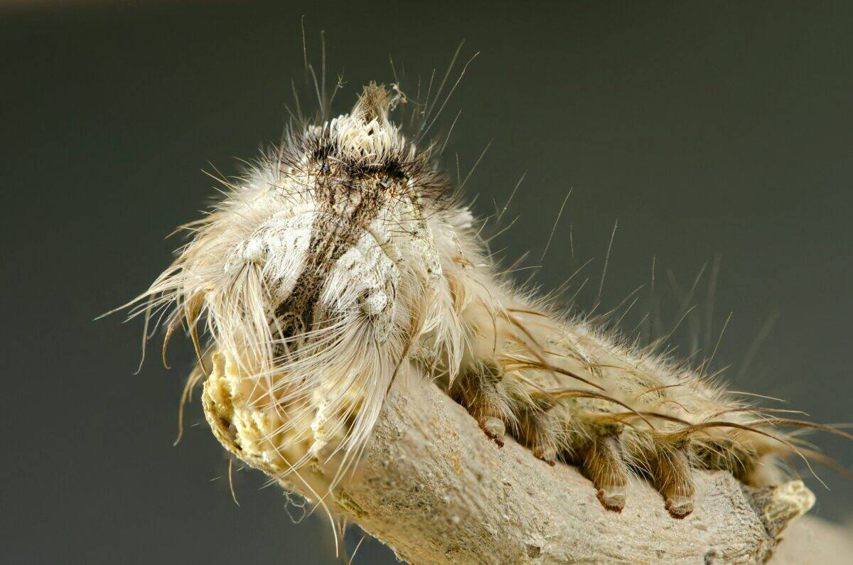 An adult caterpillar gripping on a branch.