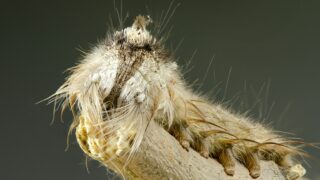 An adult caterpillar gripping on a branch.
