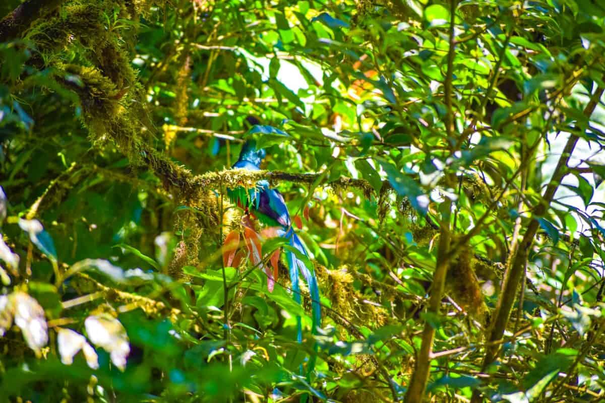 a bird sitting on a branch in a tree