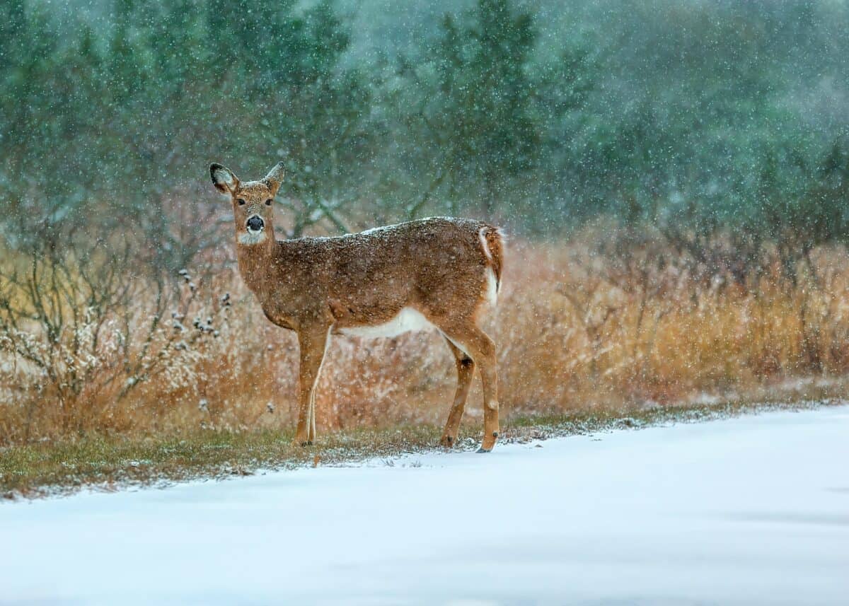 a deer standing in the middle of a snowy field