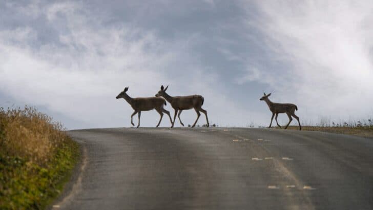 13 Species That Adapted to Urban Living