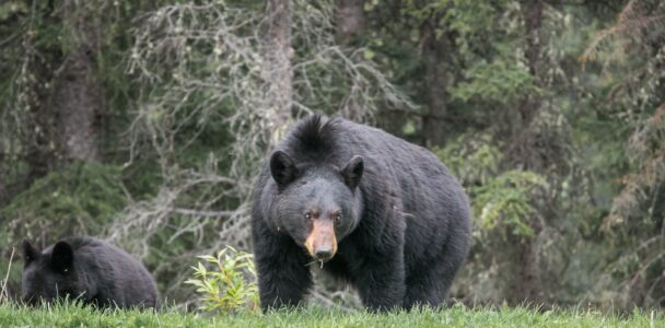 The U.S. National Parks With the Most Bear Sightings
