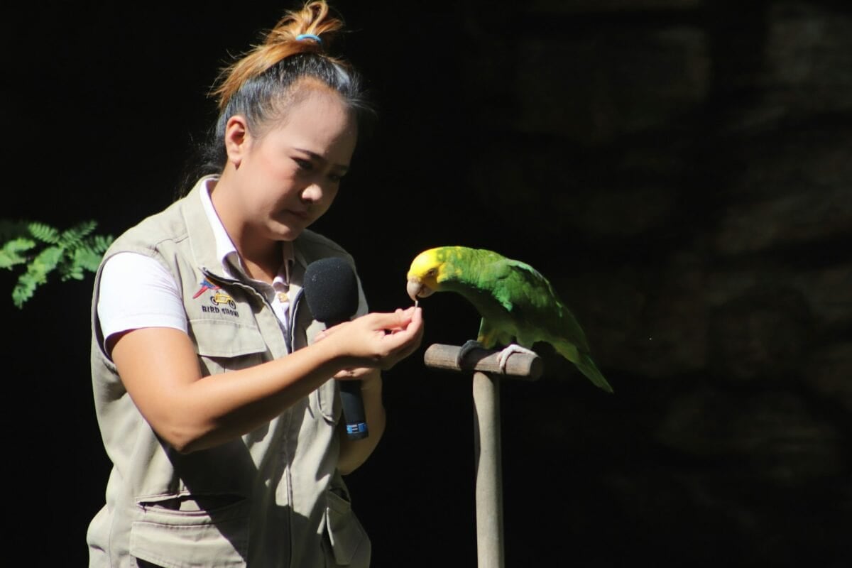 Junge im weißen Poloshirt mit grünem und gelbem Vogel