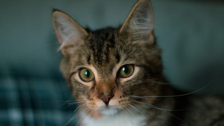 Your Cat Knows You by Scent