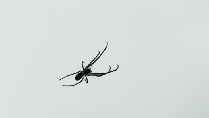 The Spider Species That Can Fly Short Distances in Oregon