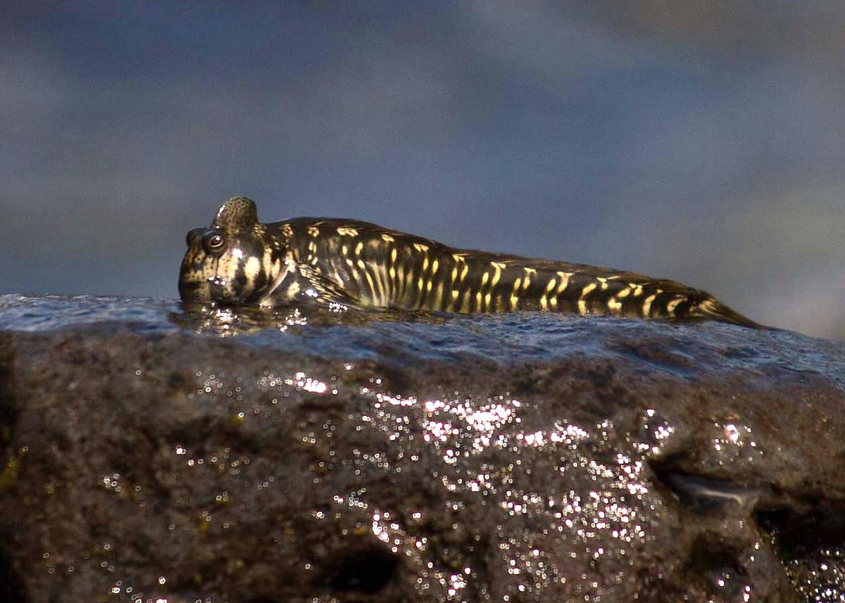 Amphibious Blennies