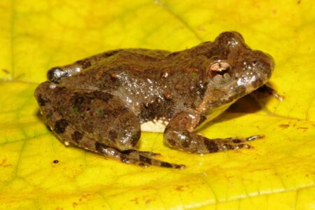 The Secret of How Frogs Survive Toxic Environments