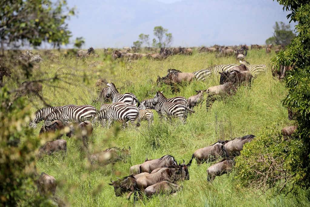 Great Migration