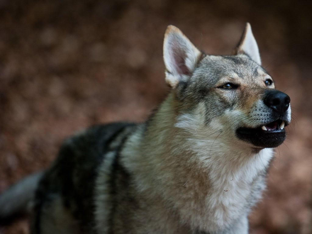 Wolf dog