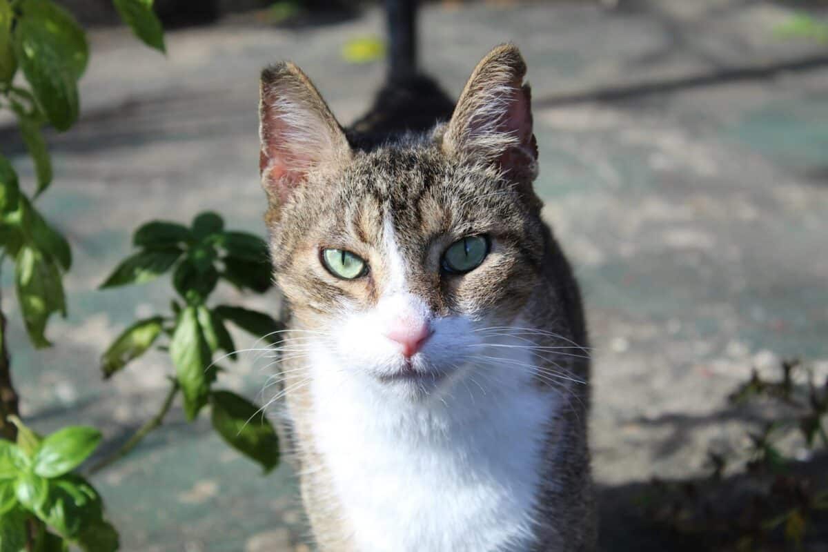 A close up of a cat near a tree
