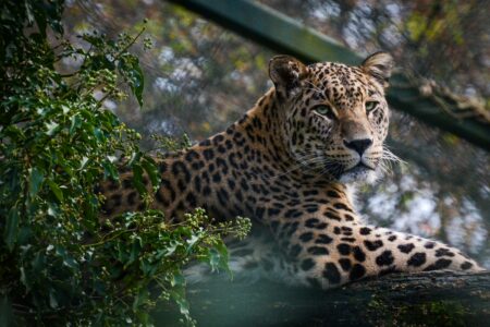 Jaguars Are the Only Cats That Crush Skulls—Here’s Why