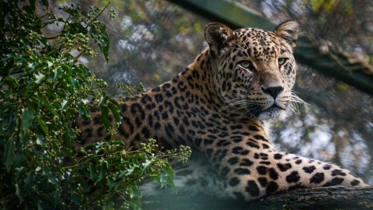 Jaguars Are the Only Cats That Crush Skulls—Here’s Why
