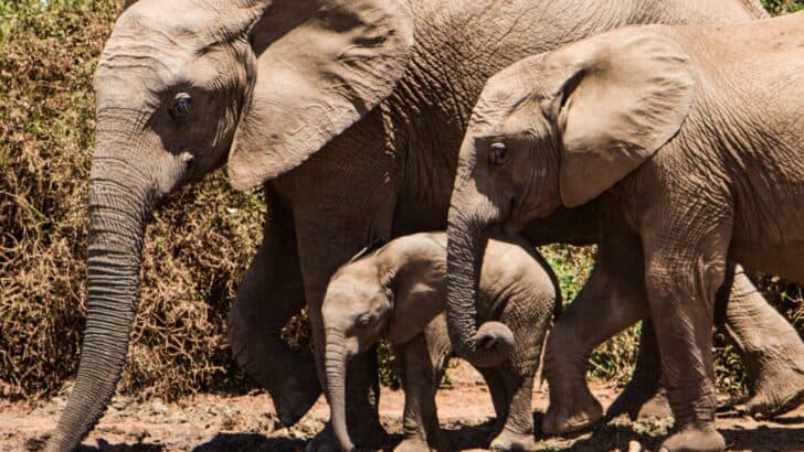How Elephant Herds Care for Orphans