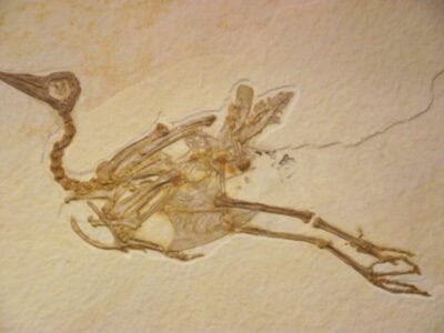 The Oldest American Bird Fossil Found to Date