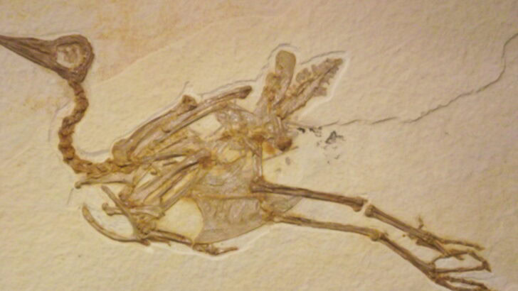 The Oldest American Bird Fossil Found to Date