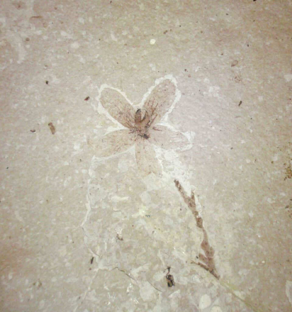 Fossil flower.