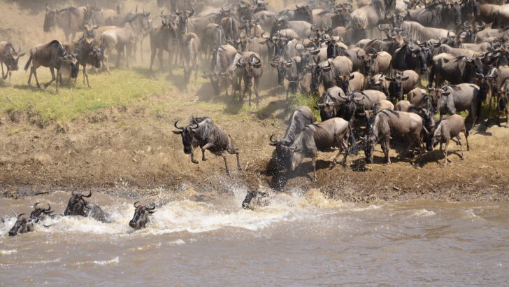 What Happens When Animals Migrate Through War Zones