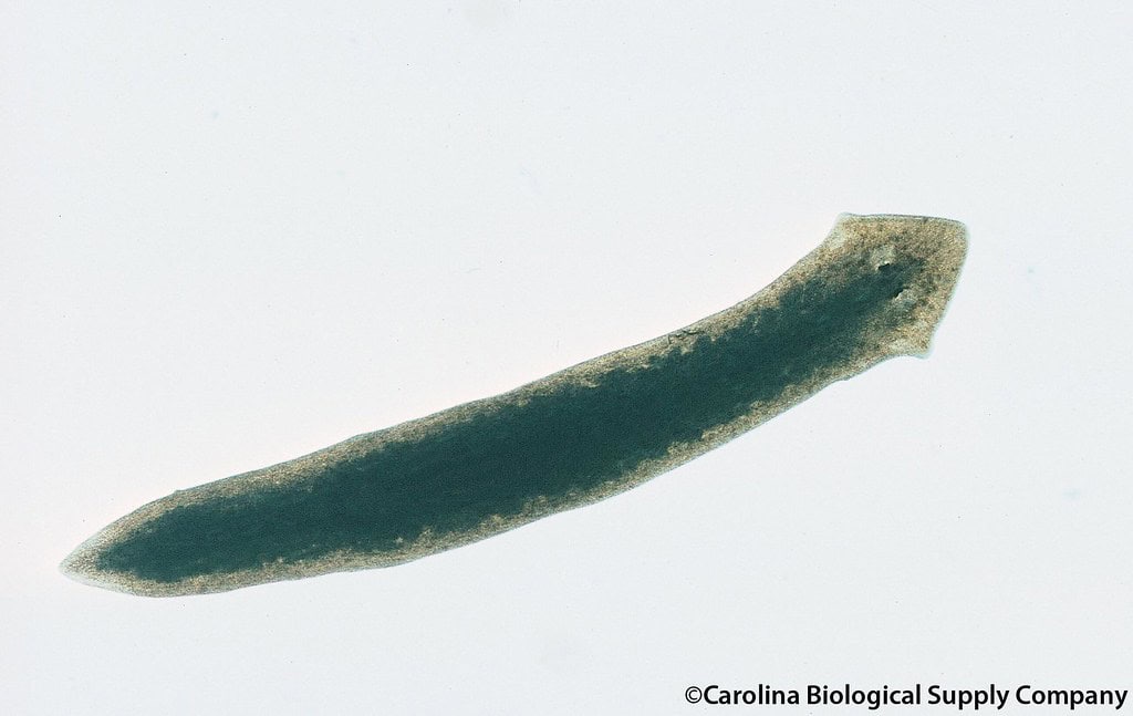 Planaria