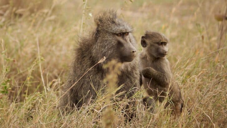 What Happens in a Wild Primate Family