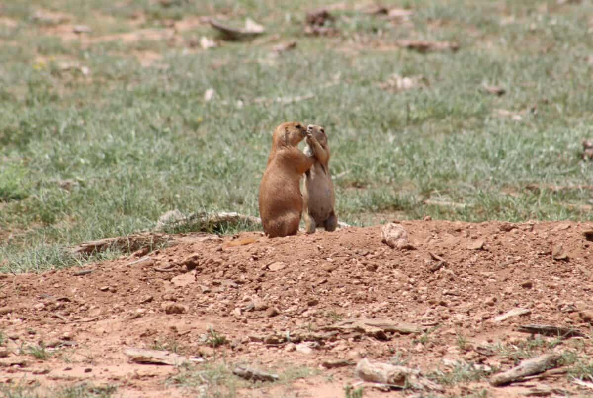 a couple of animals in a field