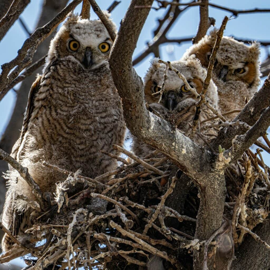 brown owl on brown tree branch during daytime