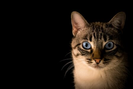 How Cats Communicate With Their Eyes