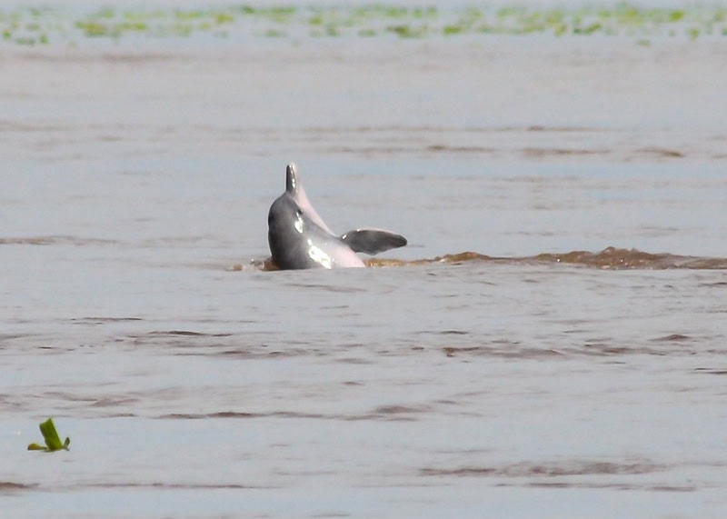 Dolphin
