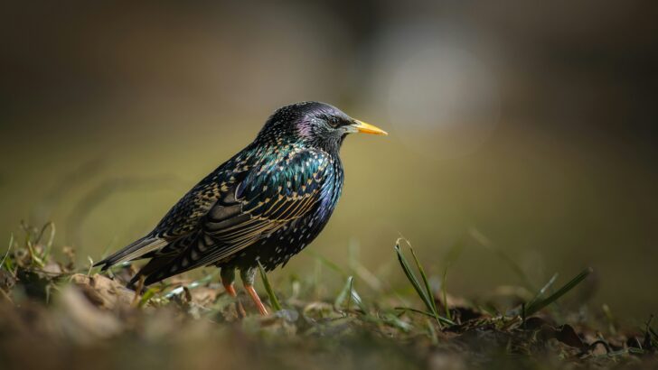 UK Starling Numbers Plummet to Record Low in 2025 Birdwatch