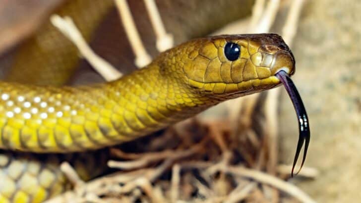 What Time of Year Snakes Are Most Active in the US?