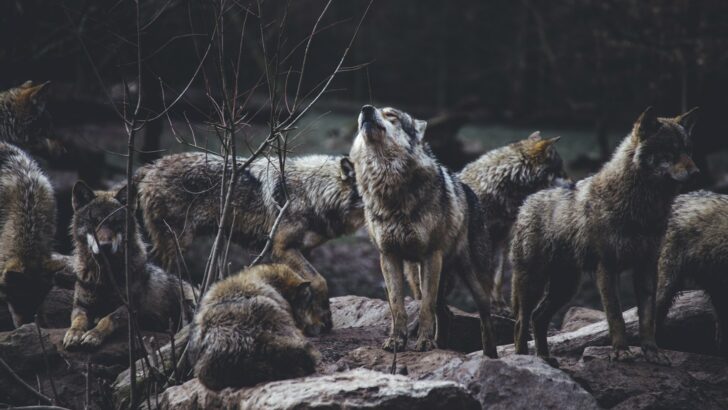 Why Wolves Are Expanding Their Territory Across the Midwest