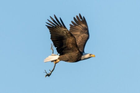 Why Bald Eagles Are Spotted More Often in U.S. Cities