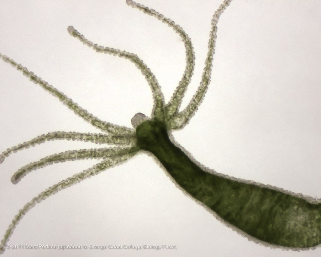 The Hydra.