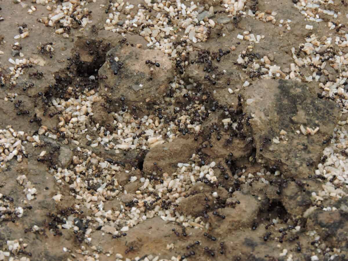 ant colony