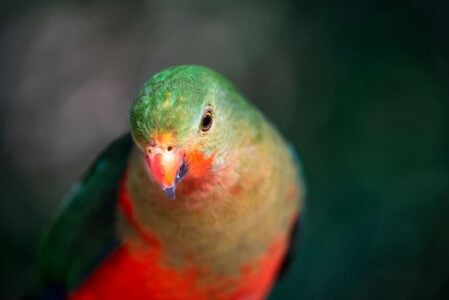 How Rescue Parrots Are Finding New Homes in America