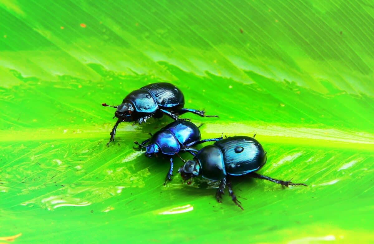 three black insects on green leaf