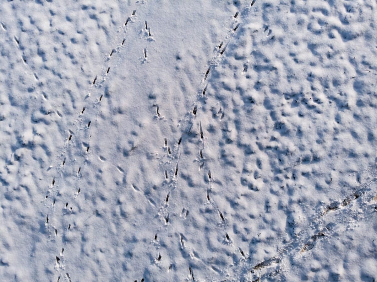 a bird's footprints are seen in the snow