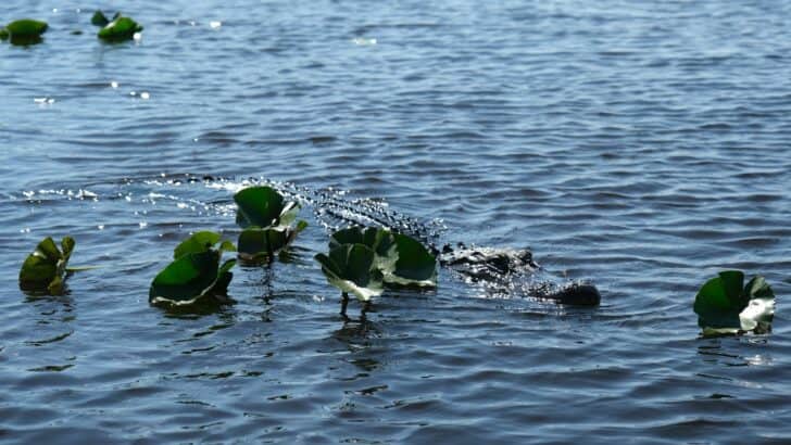 Why Florida Is a Hotspot for Invasive Reptiles