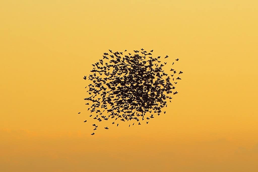 Starling