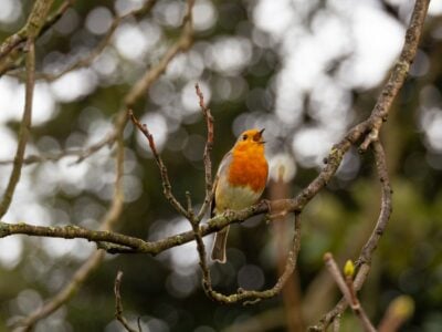 Why Some Birds Are Singing Louder in Urban Areas