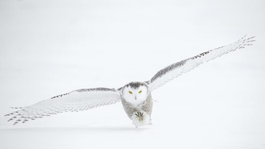The Snowy Owls of Michigan: Why They Love the Great Lakes